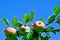 A growing Cortland apples against blue sky