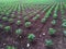 Growing cotton plant in field,cotton, plant, little, indian, farm, agriculture, green, growing, field, farming, cotton field in rp