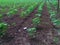 Growing cotton plant in field,cotton, plant, little, indian, farm, agriculture, green, growing, field, farming, cotton field in rp