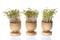 Growing cress isolated