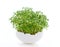 Growing cress salad in egg shell on white background