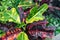 Growing Croton Mammy plant - Codiaeum variegatum- tropical plant with green and yellow and bright and dark red leaves.