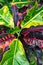 Growing Croton Mammy plant - Codiaeum variegatum- tropical plant with green and yellow and bright and dark red leaves.