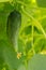 Growing cucumber on the branch