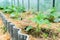 Growing cucumber green house. Growing organic vegetables