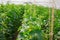 Growing of cucumber in greenhouse