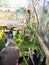 Growing cucumber plants at home in a small greenhouse