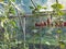 Growing cucumber plants in a small private greenhouse with a sunny background