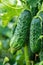 growing cucumbers on the farm. selective focus