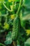 growing cucumbers on the farm. selective focus