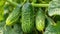 growing cucumbers on the farm. selective focus