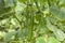 Growing cucumbers in a greenhouse