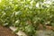 Growing cucumbers in a greenhouse