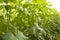 Growing cucumbers in a greenhouse