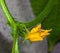 Growing cucumbers in the greenhouse