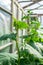 Growing cucumbers in a greenhouse. Green stems with large leaves are tied to a rope in the garden.