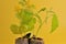 Growing cucumbers. Growing seedlings. Cucumber seedling on yellow background.Gardening and agriculture. Growing organic