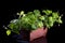 Growing cucumbers in a plant box on a dark background