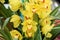 Growing Cymbidium Orchids or Boat Orchid multiple blooms