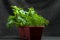 Growing dill and cucumbers in a plant box on a dark background