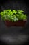 Growing dill and cucumbers in a plant box on a dark background