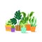 Growing domestic plants Vector illustration