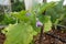 Growing eggplant in raised beds in the backyard. eggplant plant growing. eggplant flower detail