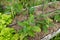 Growing eggplant in raised beds in the backyard. eggplant plant growing. eggplant flower detail