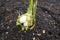 Growing eggplant in raised beds in the backyard. white eggplant plant to harvest