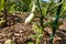 Growing eggplant in raised beds in the backyard. white eggplant plant to harvest