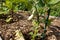 Growing eggplant in raised beds in the backyard. white eggplant plant to harvest