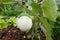 Growing eggplant in raised beds in the backyard. white eggplant plant to harvest