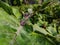 This is the growing Eggplant trees head macro shot in the morning