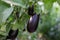 Growing eggplants