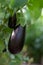 Growing eggplants