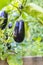Growing eggplants