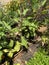 Growing the eggplants aubergine, or Solanum melongena. Ripe fruit in the vegetable garden.