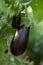 Growing eggplants in a greenhouse