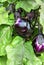 Growing eggplants in summertime