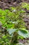 Growing elderberry unripe fruits after rain in the garden