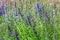 Growing English Lavender, Lavandula angustifolia