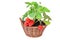 Growing Everbearing Strawberries in the Home Garden