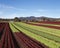 Growing fancy lettuce varieties