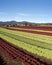 Growing fancy lettuce varieties