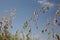 Growing in the field of cereals-oats against the sky