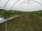 Growing first class Strawberries hydroponically in Queensland, Australia