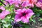 Growing flower, container gardening, season, purple flower, bouquet of flowers, pink bloom, pink petunia, begonia, decorative, nat