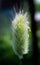 Growing flowering of the cereal lagurus.