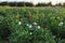 growing flowers on a farm for a flower business, chrysanthemums on a field