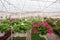 Growing flowers in greenhouse, interior of modern flower hothouse